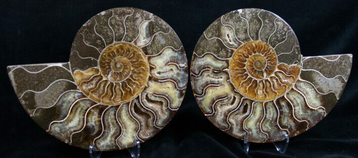 Beautiful Agatized Ammonite Pair #10632
